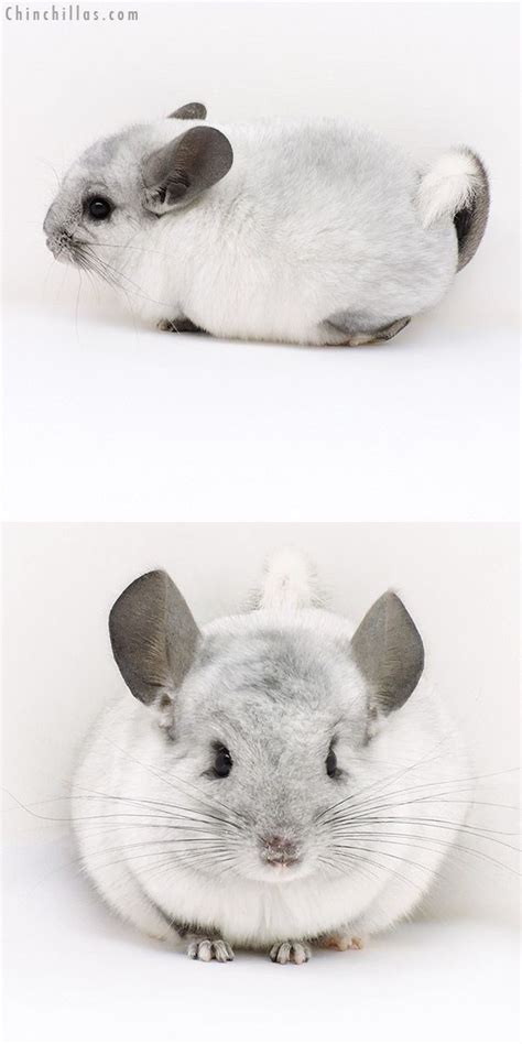 chinchilla price philippines|Chinchillas PH .